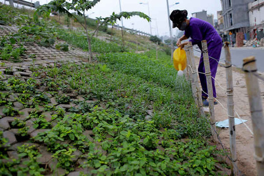 Hà Nội: Tận dụng hốc bê tông bờ kè trồng rau xanh