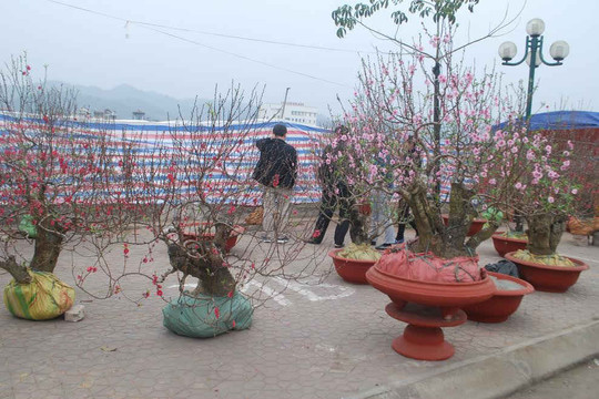 ​Hấp dẫn chợ hoa xuân vùng biên giới Lào Cai
