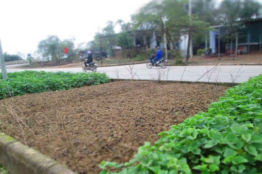 Thừa Thiên Huế: Khai hoang dải phân cách để trồng rau sạch