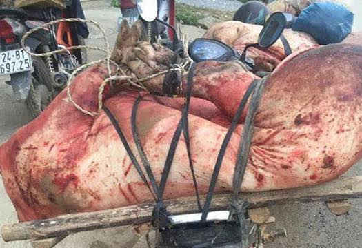 Lào Cai: Xử lý nghiêm việc vứt lợn chết xuống quốc lộ và buôn bán thịt lợn bệnh