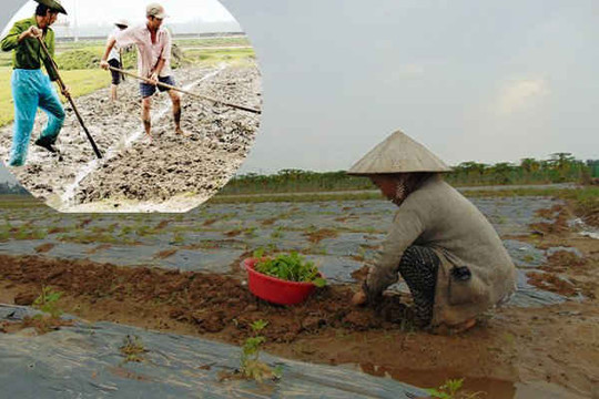 Quảng Ngãi: Hỗ trợ khắc phục môi trường và hạt giống sau lũ