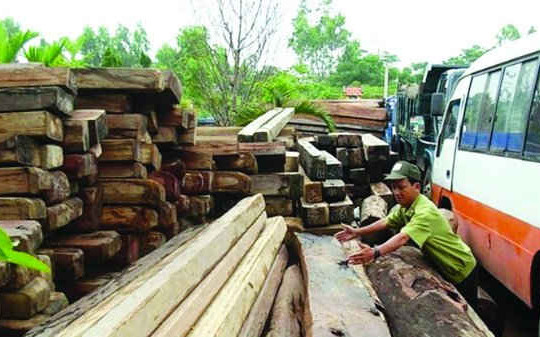 Quảng Nam: Ngăn chặn nạn phá rừng sau Tết