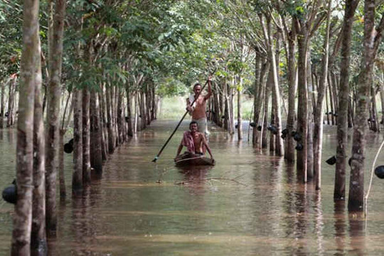 Thái Lan chi 1 tỉ USD hỗ trợ nông dân bị lũ lụt ở miền Nam