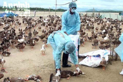 Quảng Ngãi: Phát hiện đàn vịt nhiễm cúm A/H5N6