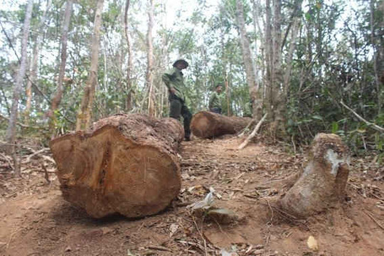Gia Lai: Tổ bảo vệ rừng bịa chuyện bị lâm tặc cướp lại gỗ lậu