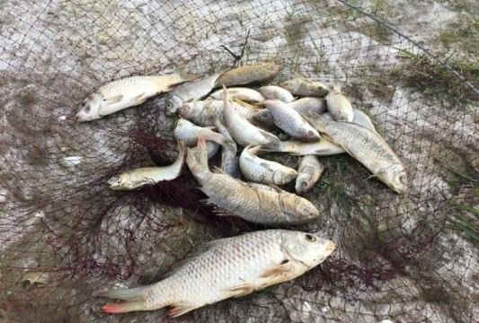 Hà Tĩnh: Thực hư chuyện cá gáy chết trên sông Quyền