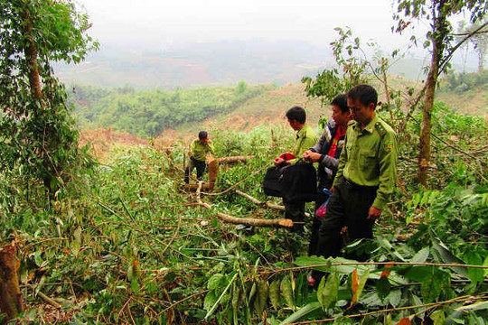 Mường Nhé - Điện Biên: Phấn đấu giảm 50% vi phạm Luật BV&PTR năm 2017