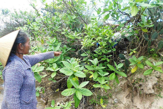 Nuôi tôm ở xã Cát Hải (Phù Cát - Bình Định): Sử dụng đất sai mục đích, gây ô nhiễm
