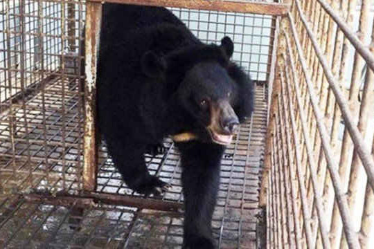 Xử lý vụ nuôi nhốt gấu ngựa 14 năm trong nhà ở Bình Định