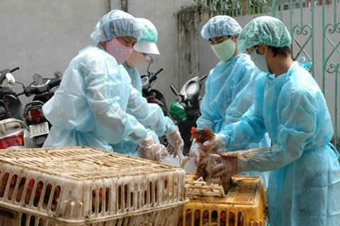 Bộ Y tế họp khẩn đối phó dịch cúm A H7N9 và H5N1