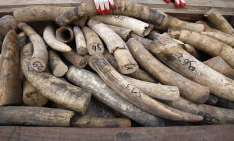 Hà Nội tịch thu 343 đoạn ngà voi châu Phi không giấy tờ
