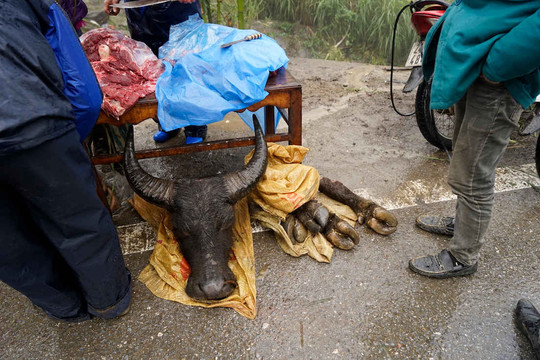 Lào Cai: Hai tháng đầu năm 2017 chỉ có 99 con trâu bò bị chết rét