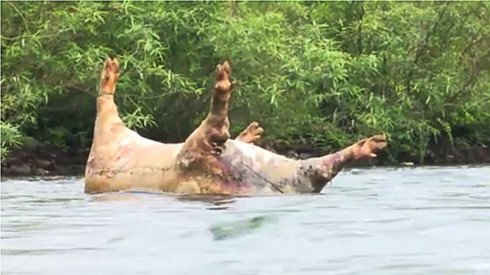 Bắc Kạn điều tra việc vứt bừa bãi xác lợn chết xuống sông Cầu