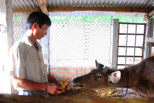 Bình Định: Kiểm soát chặt cơ sở gây nuôi động vật hoang dã