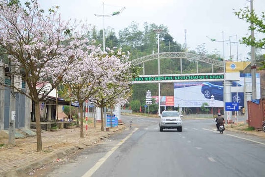 Bảo tồn và phát triển 450 ha cây hoa Ban Điện Biên