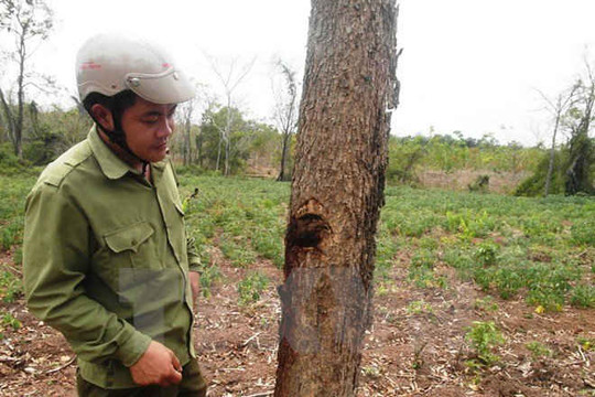 Điều tra vụ cây rừng phòng hộ Dầu Tiếng bị "bức tử" bằng chất độc