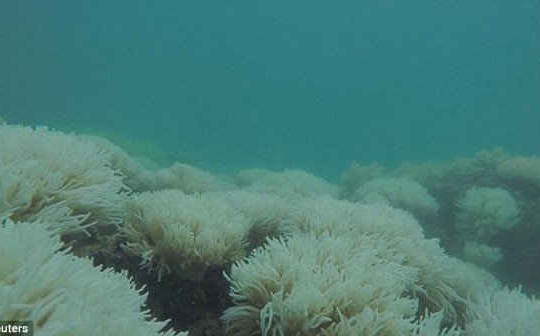 Rạn san hô Great Barrier bị tẩy trắng năm thứ 2 liên tiếp