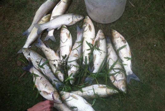 Nghệ An: Hàng tạ cá chết bất thường ở Quỳ Hợp