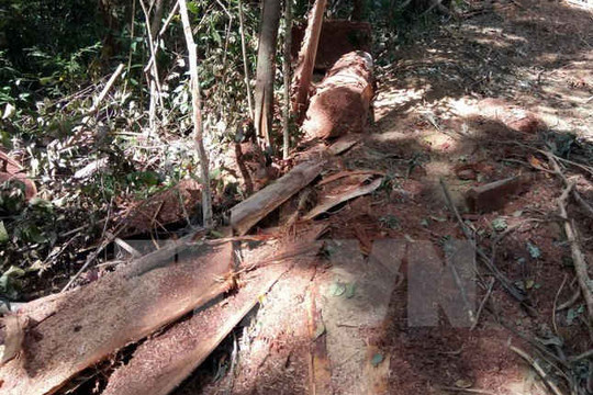 Cà Mau: "Lâm tặc" rượt đuổi, tấn công cán bộ quản lý rừng