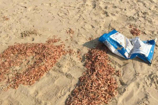 Hà Tĩnh: Một công ty đổ trộm tôm chết la liệt trên bờ biển