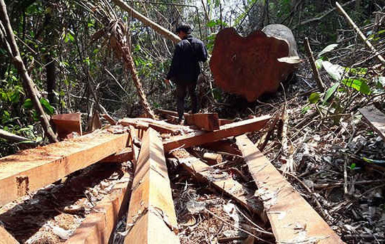 Khẩn trương làm rõ vụ phá rừng phòng hộ tại huyện Bắc Trà My