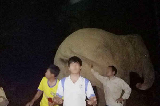 Nghệ An: Người dân ôm voi hoang dã chụp ảnh