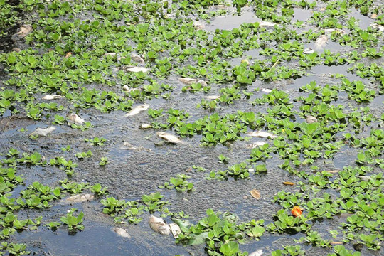 Đà Nẵng: Cá lại chết nổi trên hồ Bàu Trảng