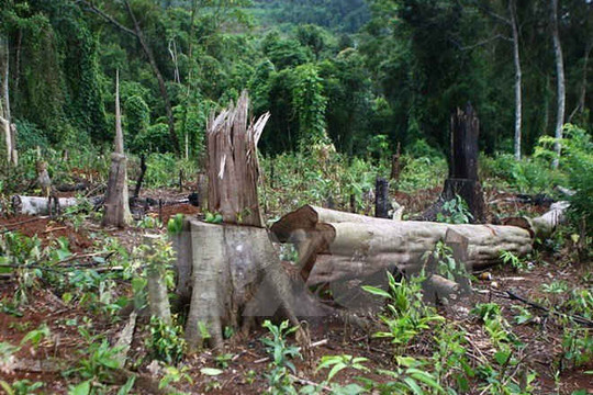 Bắt nguyên giám đốc Cty lâm nghiệp phá hơn 2.000ha rừng