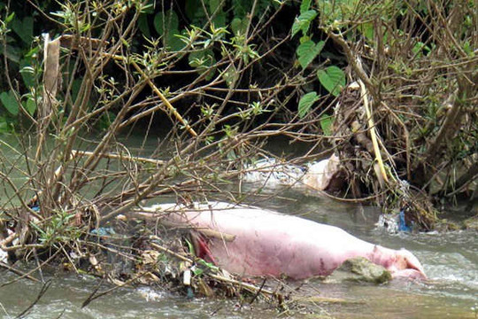 Phát hiện hàng loạt bao tải chứa xác lợn chết trên sông ở Vĩnh Phúc