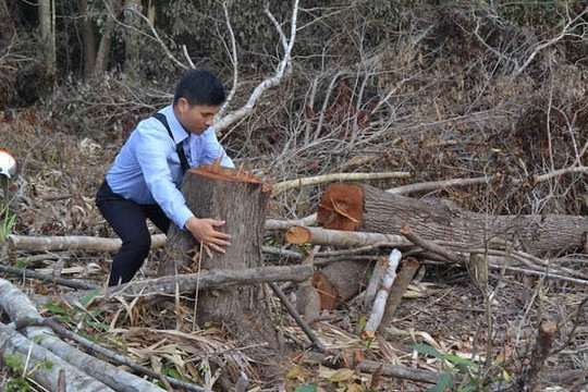Xử nghiêm hành vi chặt cây rừng tự nhiên ở đèo Mũi Trâu