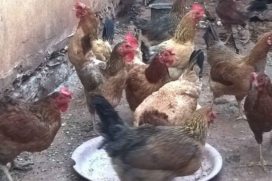 Đắk Lắk: Tái phát cúm A/H5N1 trên gà