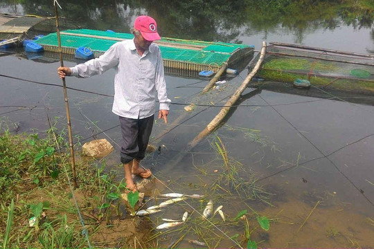 Xác định nguyên nhân cá lồng chết hàng loạt trên sông Bồ ở Huế