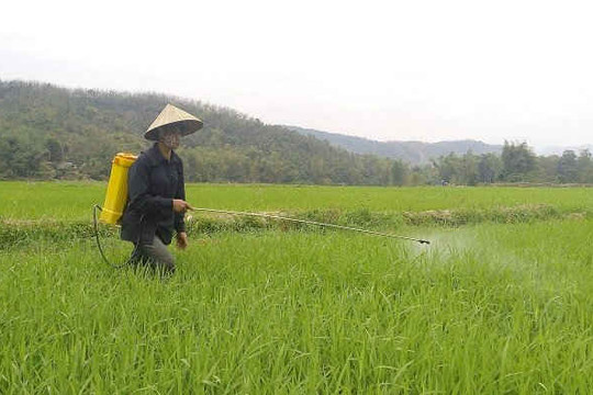 Điện Biên: Nguy cơ giảm năng suất vụ Đông xuân do sâu bệnh