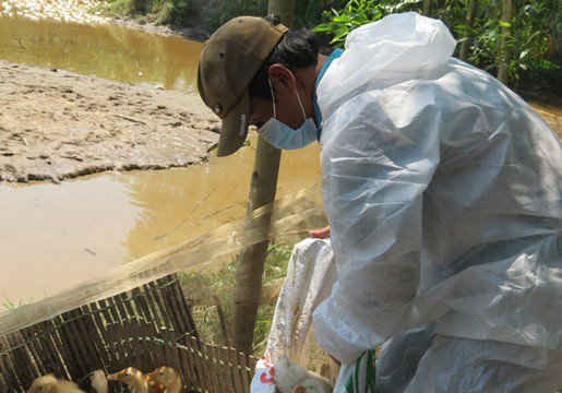 Tiêu hủy hơn 6.500 con vịt do nhiễm cúm A/H5N6
