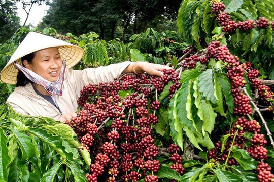 Quảng Trị: Hỗ trợ 1,1 tỷ đồng cho nông dân nghèo trồng cà phê sạch