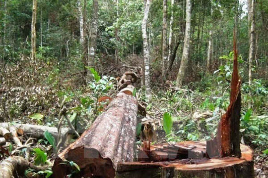 Để mất rừng, nhiều cán bộ lâm nghiệp ở Kon Tum bị kỷ luật