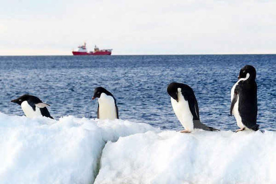 Chim cánh cụt là thước đo quan trọng để đánh giá tình trạng biển