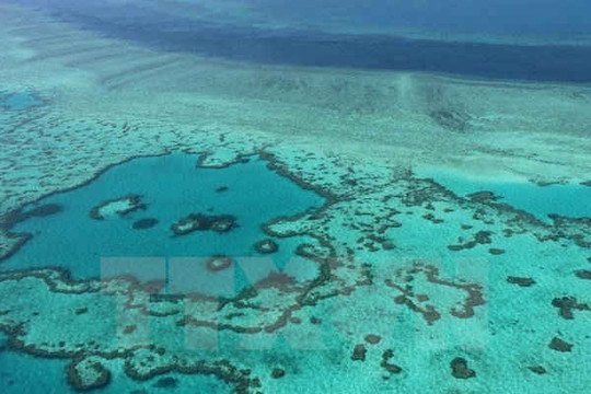 Hy vọng mới giải cứu rạn san hô lớn nhất thế giới Great Barrier