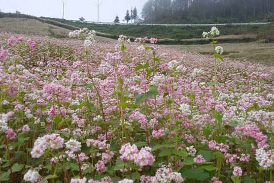 Những đồng hoa Tam Giác Mạch ở Lào Cai đang hút khách