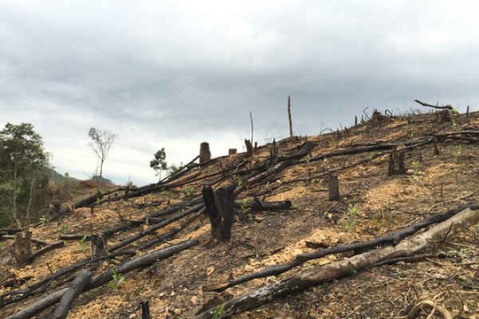 Chủ tịch tỉnh Bắc Giang yêu cầu làm rõ tình trạng phá rừng Yên Thế