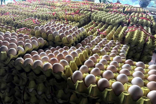 Bắt giữ gần 60 ngàn quả trứng gà nhập lậu từ Trung Quốc