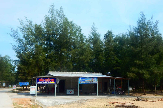 Thừa Thiên Huế: Nhiều diện tích rừng phòng hộ ven biển bị lấn chiếm
