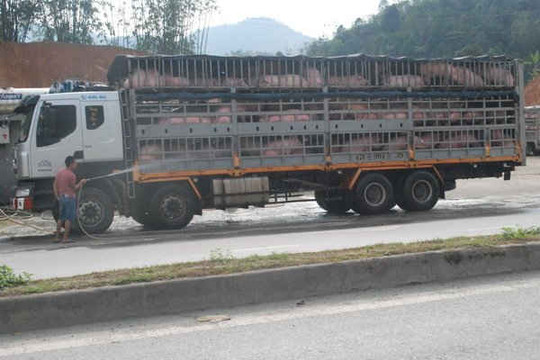 Lào Cai: Ngăn chặn vứt xác lợn chết ở khu vực biên giới