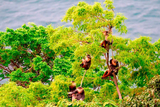 Hơn 1.335 cá thể Voọc chà vá chân nâu đang sinh sống tại bán đảo Sơn Trà