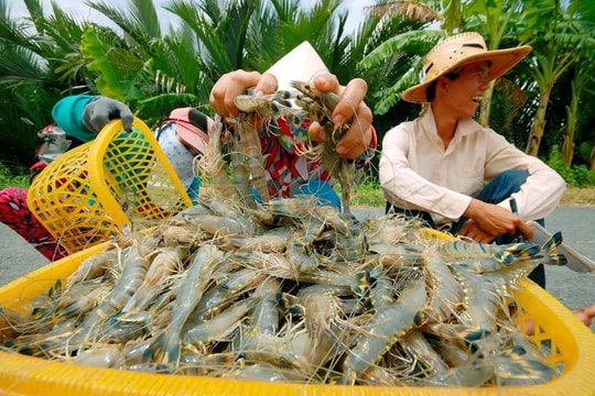 Ký kết liên tịch ngăn chặn nạn bơm tạp chất vào tôm