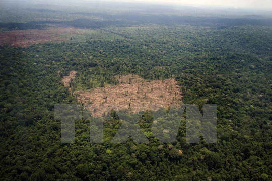 Báo động tình trạng phá rừng nhiệt đới bờ biển Đại Tây Dương Brazil