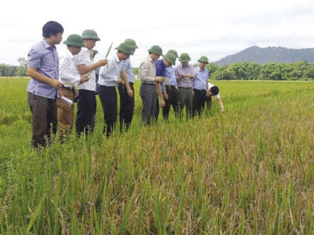 Hà Tĩnh: Sâu bệnh gây hại hơn 17.000ha lúa