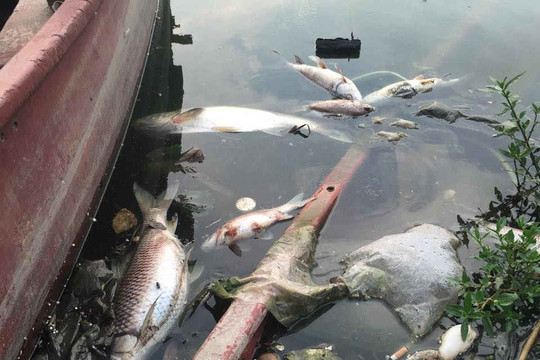 Hà Nội: Hàng loạt cá hồ Hoàng Cầu lại chết đúng ngày này năm ngoái