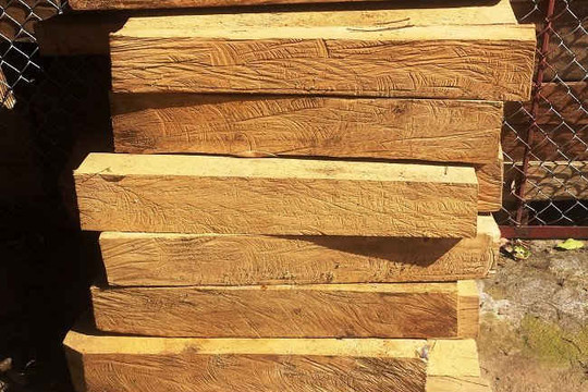 Trạm Tấu – Yên Bái:  Thu giữ gần 7m3 gỗ Pơ mu