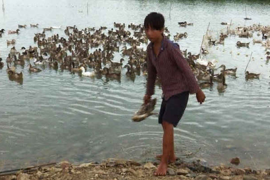 7.000 con vịt chết vì dịch bênh, trôi khắp ao hồ
